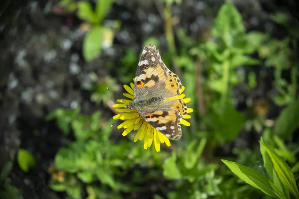 Piękny Motyl Kwiat Mniszka Jasny Dzień Wiosny — Zdjęcie stockowe