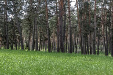 Ön planda eski çam ormanı ve genç yeşil çimenler