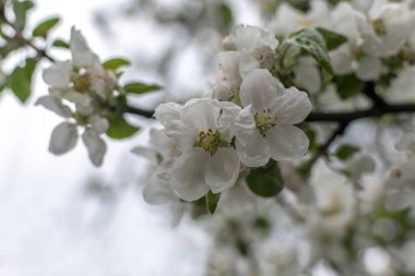 Bahar yağmurlu havalarda çiçek açan bir elma ağacının bir dalı.