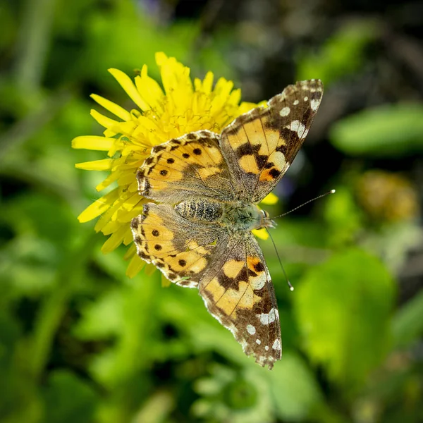 Schmetterling Auf Einer Gelben Blume Aus Nächster Nähe Frühling — Stockfoto