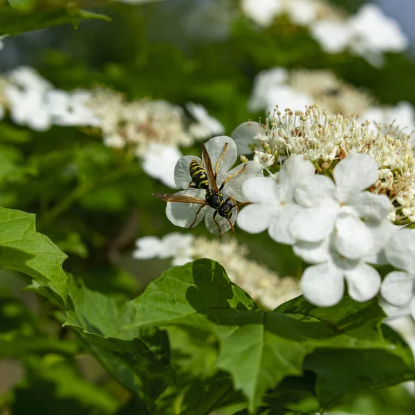 Blooming viburnum with a wasp on a flower spring sunny day