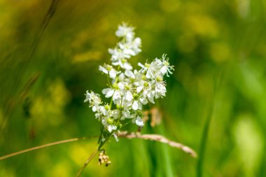 Bulanık arka planda yaz kır çiçekleri
