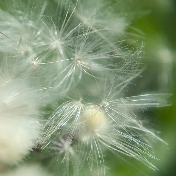 由许多毛发组成的草本植物的果实 — 图库照片