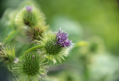Burdock çiçekleri bulanık bir arka plan üzerinde yakın
