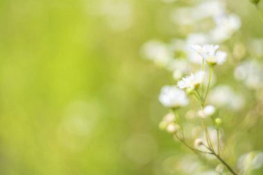 Güneşli bir yaz gününde tarla papatyalarının doğal arka planı