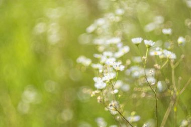 Güneşli bir yaz gününde tarla papatyalarının doğal arka planı