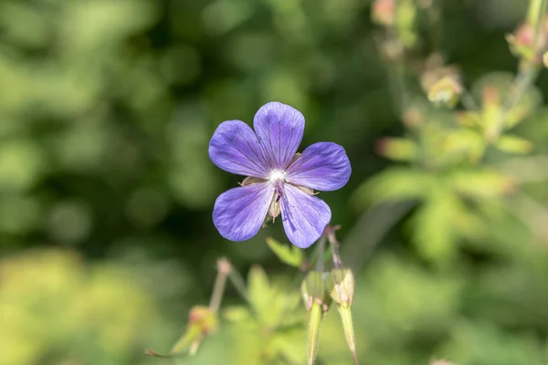 Purpurowy Kwiat Łąki Niewyraźne Naturalne Tło — Zdjęcie stockowe