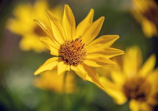 Flores Amarillas Jardín Sobre Fondo Borroso Natural — Foto de Stock