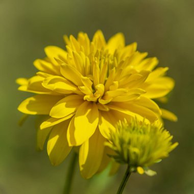 Doğal bulanık arka planda sarı Rudbeckia
