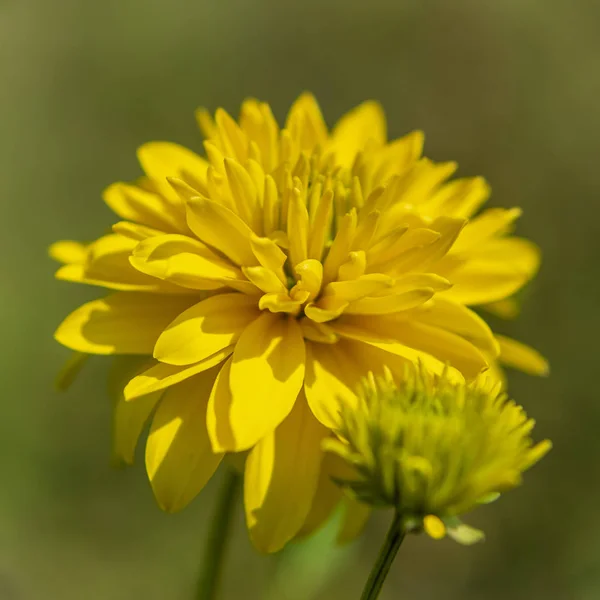 배경에 노란색 Rudbeckia — 스톡 사진
