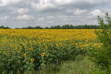 Güneşli bir yaz gününde parlak sarı ayçiçeği alanı