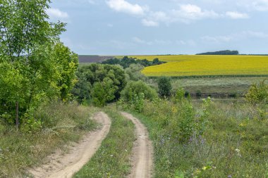 Güneşli bir yaz gününde sarı bir ayçiçeği alanının arka planda bir gölet aracılığıyla kir yol sarma