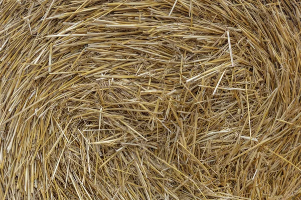 Straw Texture Harvested Wheat Field — Stock Photo, Image