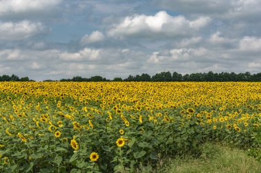 Güneşli bir yaz gününde parlak sarı ayçiçeği alanı