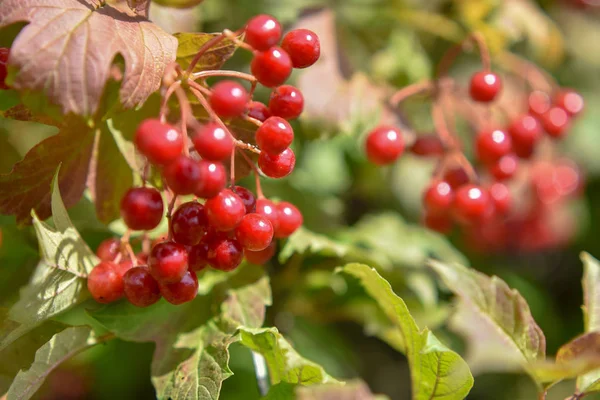 Bir yaz güneşli bir günde kırmızı viburnum meyve yakın çekim