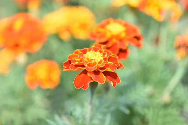 Lindas Flores Jardim Calêndulas Dia Ensolarado Verão — Fotografia de Stock