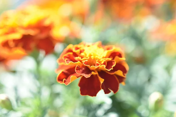 Lindas Flores Jardim Calêndulas Dia Ensolarado Verão — Fotografia de Stock