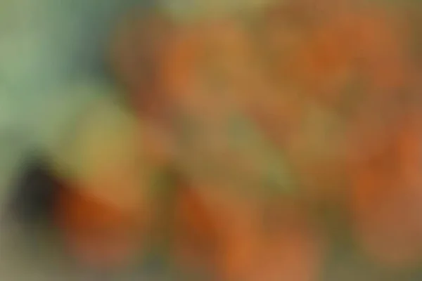 Gedeconcentreerde Afbeelding Van Helder Oranje Tuin Bloemen Een Zomerdag — Stockfoto