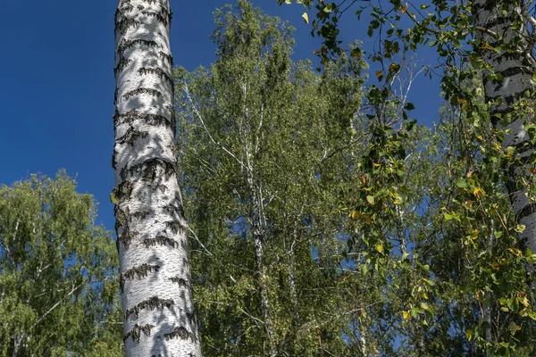 화창한 여름날 하늘을 배경으로 단풍이 가미된 자작나무 — 스톡 사진