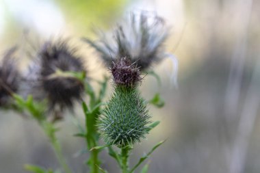Güneşli bir yaz gününde sararmış çim bir arka plan üzerinde dikenli çayır bitki meyveleri