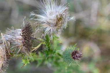 Güneşli bir yaz gününde sararmış çim bir arka plan üzerinde dikenli çayır bitki meyveleri