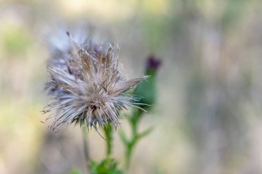 Güneşli bir yaz gününde sararmış çim bir arka plan üzerinde dikenli çayır bitki meyveleri