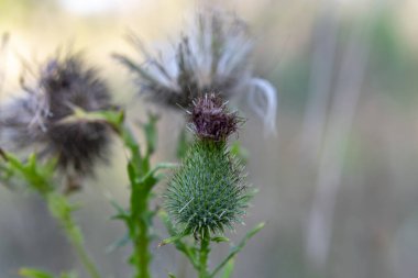 Güneşli bir yaz gününde sararmış çim bir arka plan üzerinde dikenli çayır bitki meyveleri
