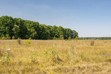 Güneşli bir yaz gününde yeşil ağaçların arka plan üzerinde sararmış çim