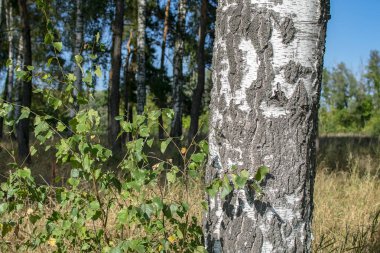 Güneşli bir açık günde bir orman arka plan üzerinde beyaz huş gövdesi