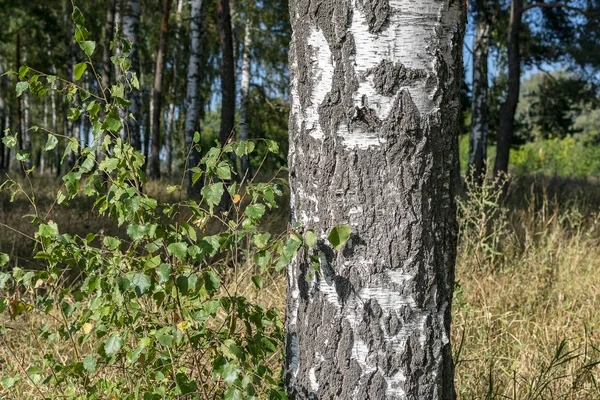 Білий Березовий Стовбур Лісовому Тлі Сонячно Чистий День — стокове фото