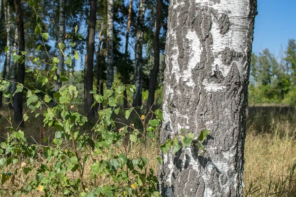 Güneşli bir açık günde bir orman arka plan üzerinde beyaz huş gövdesi