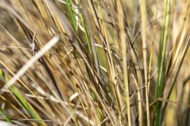 Sıcak yaz dan sonra kuru ot yakın çekim