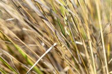 Sıcak yaz dan sonra kuru ot yakın çekim