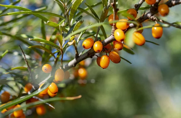 Close-up of sea buckthorn fruit on a sunny summer day