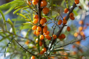Güneşli bir yaz gününde deniz dikeni meyve yakın çekim