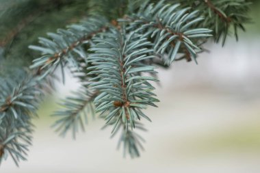 Yeni yıl tebrik için bir arka plan olarak mavi ladin closeup Dalları