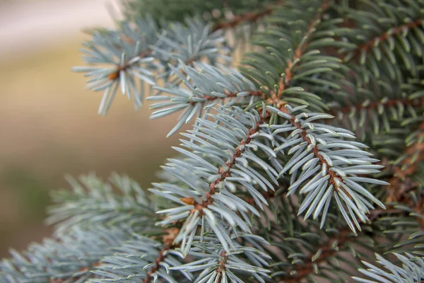 Takken Van Blauwe Sparren Close Als Achtergrond Voor Nieuwjaars Groeten — Stockfoto