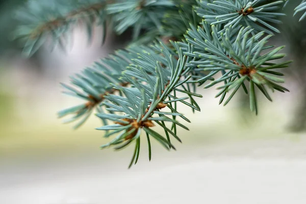 Takken Van Blauwe Sparren Close Als Achtergrond Voor Nieuwjaars Groeten — Stockfoto