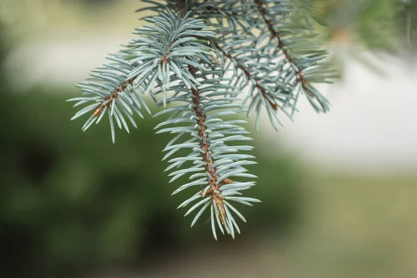 Takken Van Blauwe Sparren Close Als Achtergrond Voor Nieuwjaars Groeten — Stockfoto