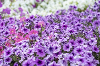 Metin kompozisyonları için bir arka plan olarak parlak çok renkli bahçe çiçekleri