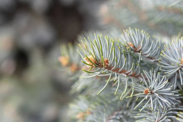 Takken Van Blauwe Sparren Close Als Achtergrond Voor Nieuwjaars Groeten — Stockfoto