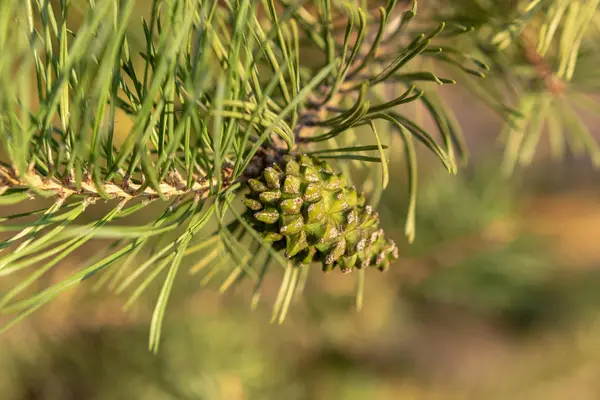 Green Pine Cone Close Zomer Avond Voor Zonsondergang — Stockfoto