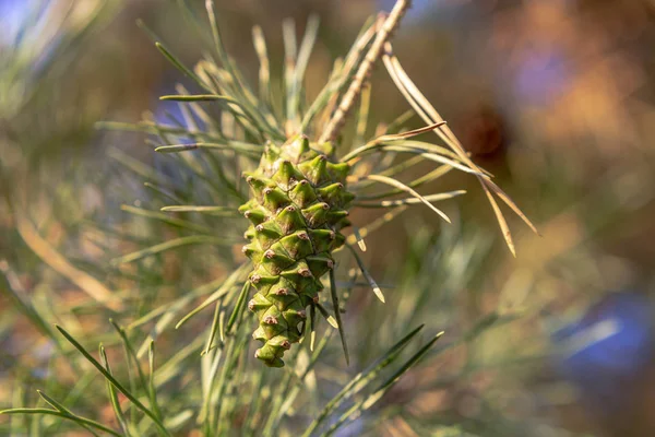 Green Pine Cone Close Zomer Avond Voor Zonsondergang — Stockfoto