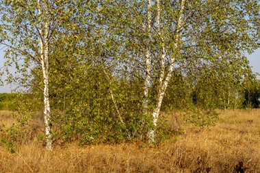 Yeşil huş ağacı bir arka plan üzerinde kuru sararmış çim