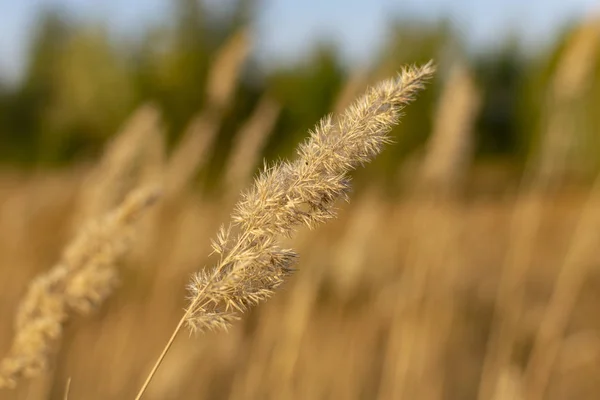 Akşamları kuru sonbahar bitkileri