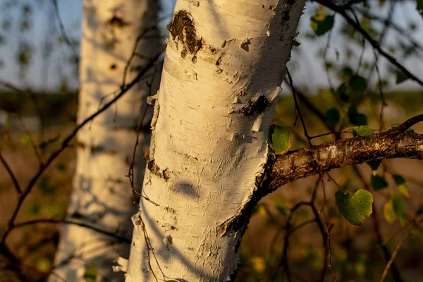 Gün batımında akşam ları beyaz huş ağacı gövdeleri yakın çekim
