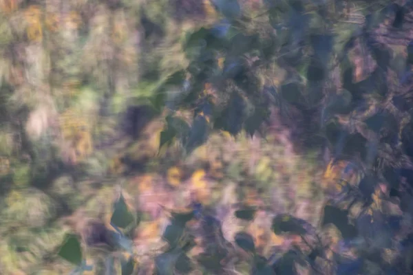 晴れた日の自然な背景に木の葉のデフォーカス画像 — ストック写真