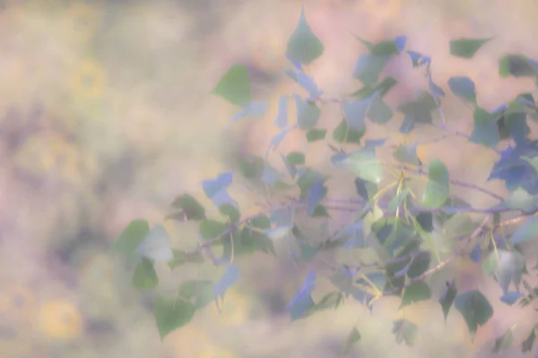 파스텔 화창한 나무의 단풍의 초점이 이미지 — 스톡 사진