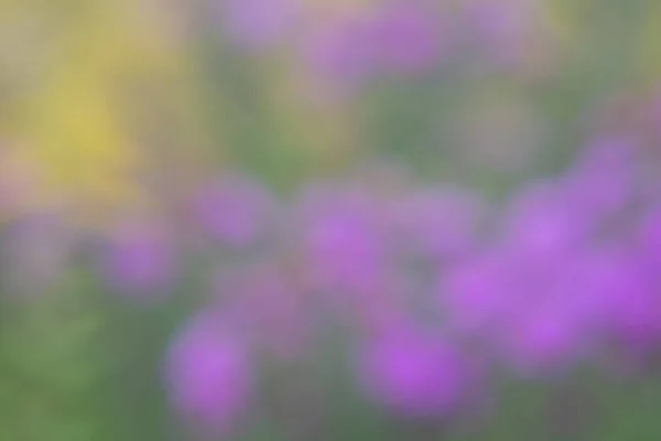 Lupine Bloem Als Achtergrond Met Gele Paarse Kleuren — Stockfoto