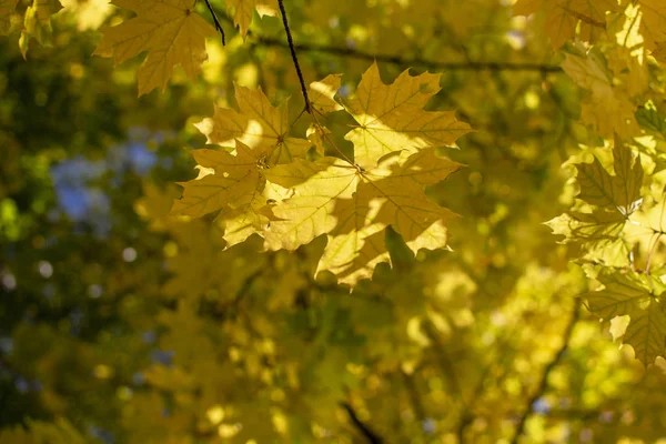 Κίτρινα Φύλλα Σφενδάμου Ένα Θολό Φθινοπωρινό Φόντο — Φωτογραφία Αρχείου